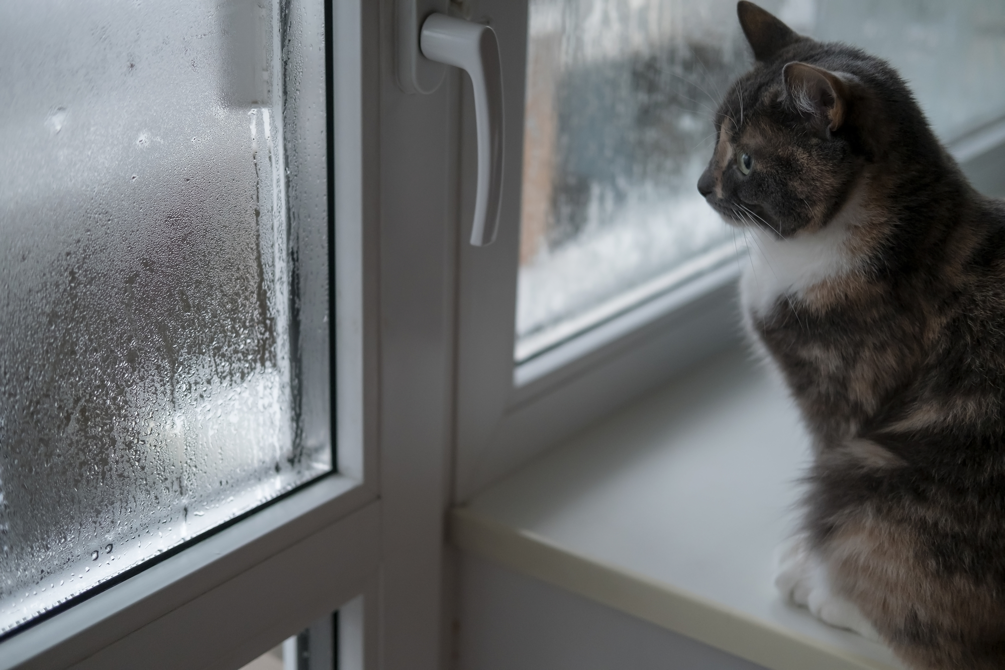 Comment nettoyer les vitres en hiver comme un pro