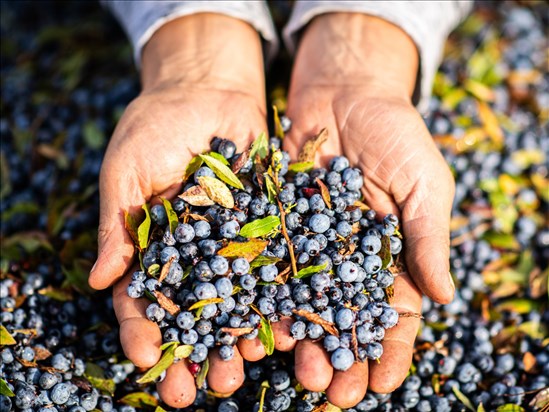 Les Producteurs de bleuets sauvages du Québec dressent un bilan positif