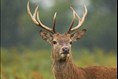 Les cerfs de Virginie plus nombreux dans la région