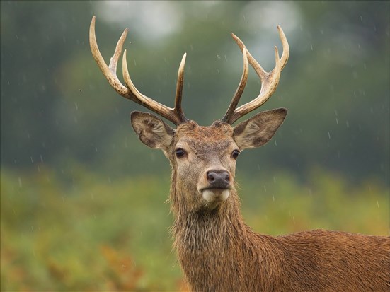 Les cerfs de Virginie plus nombreux dans la région