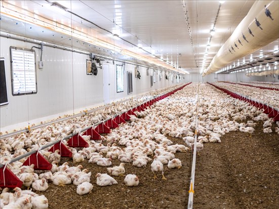 Le Saguenay-Lac-Saint-Jean pourrait doubler sa production en 2026