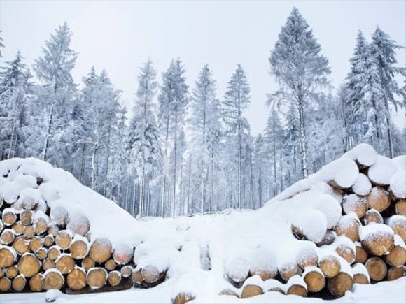 Les entrepreneurs forestiers en situation critique