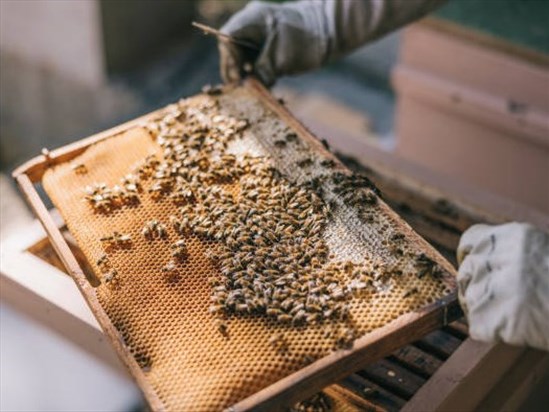 Une collaboration à une étude majeure sur les abeilles