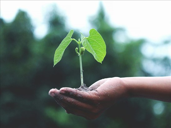 Une serre nourricière pour les élèves de l’école Sainte Hélène