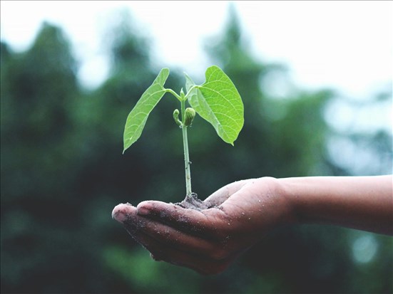 Une serre nourricière pour les élèves de l’école Sainte Hélène