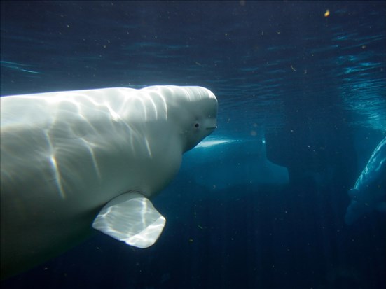 Quand le développement menace les bélugas du Saguenay 