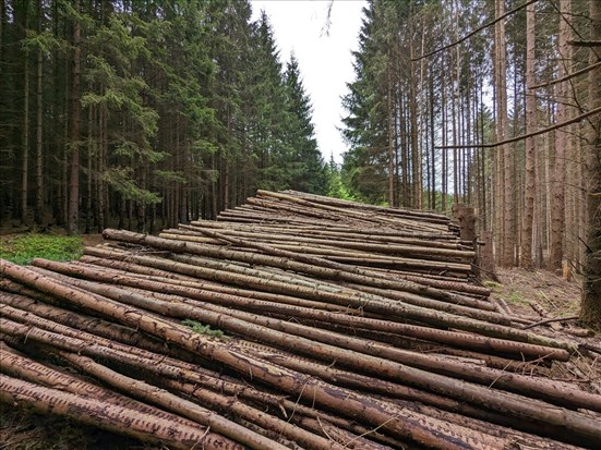 Alliance forêt boréale salue les nouvelles mesures gouvernementales