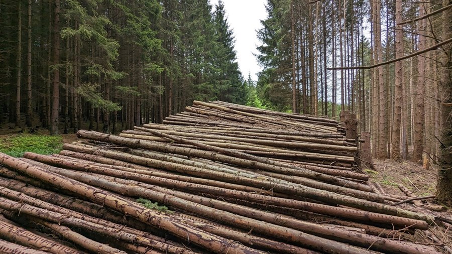 Alliance forêt boréale salue les nouvelles mesures gouvernementales