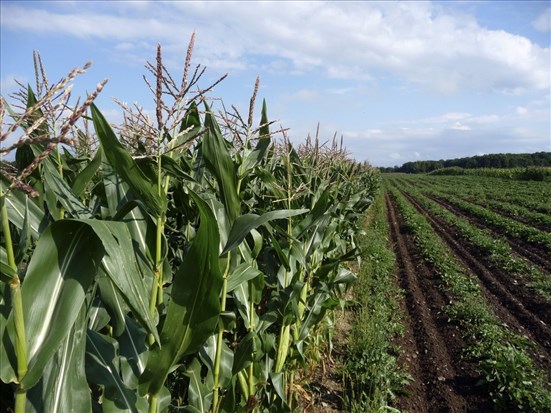 Québec double le budget du programme AgroPerformance 