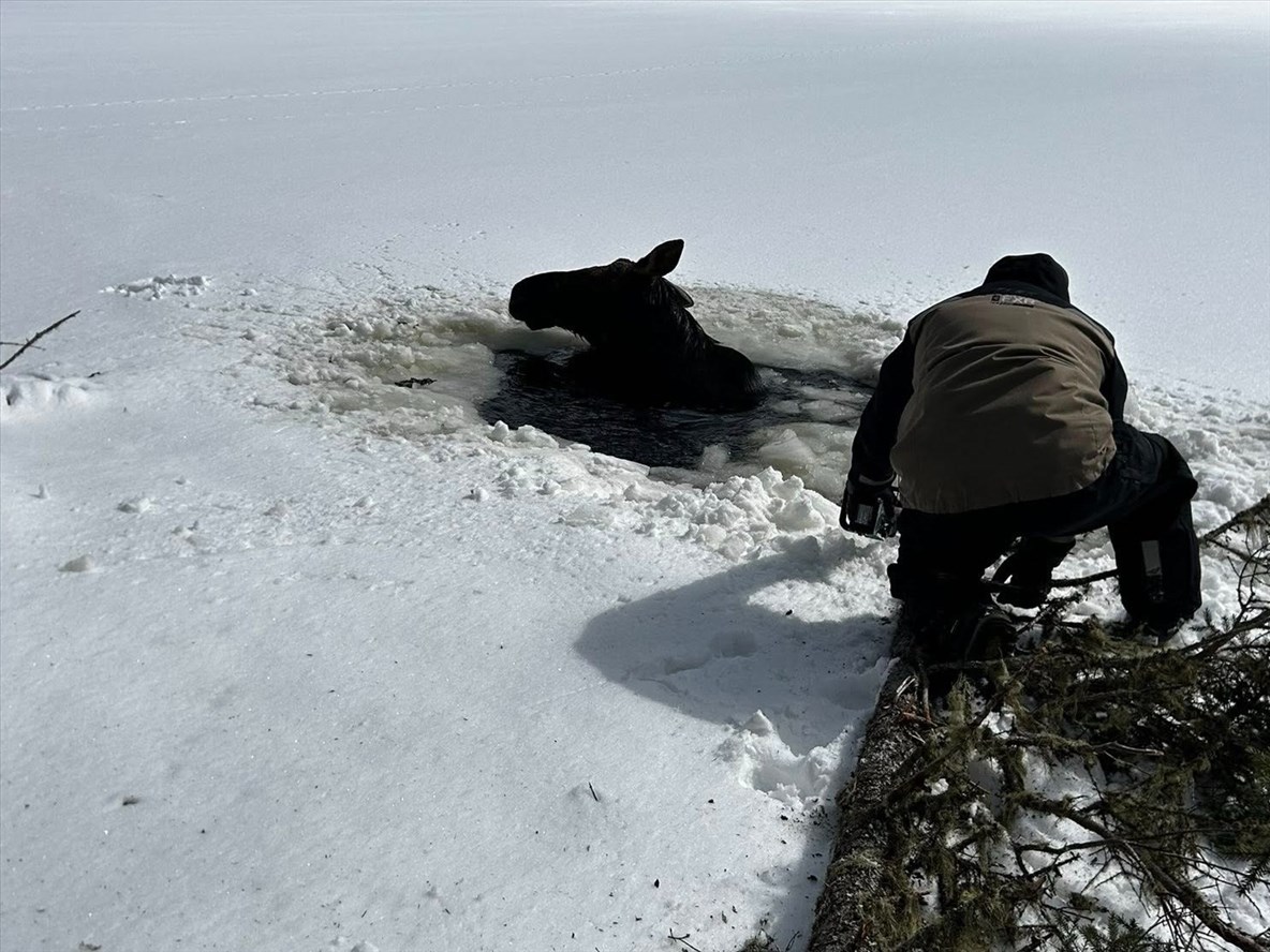 Des motoneigistes sauvent un orignal tombé dans la rivière Péribonka