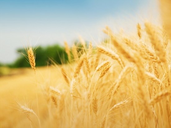 La valeur des terres agricoles a poursuivi sa hausse au Canada en 2025