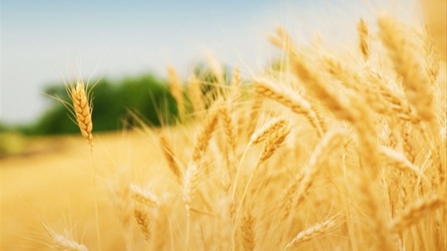 La valeur des terres agricoles a poursuivi sa hausse au Canada en 2025