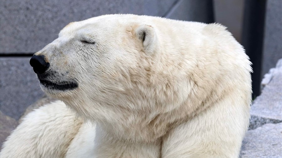 Humphrey prêté par l’Aquarium du Québec