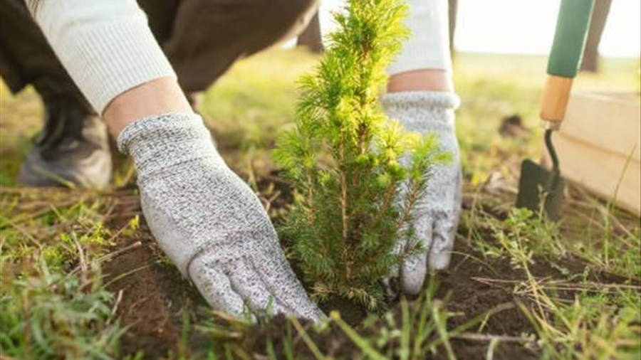 Un retour pour les contrats en sylviculture bloqués l’an dernier