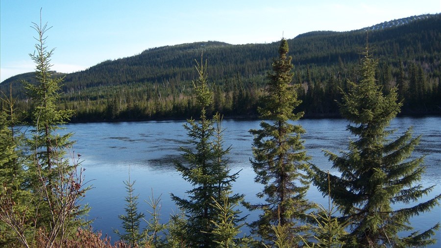 Le Mois de l’arbre et des forêts s’amorce au Saguenay–Lac-Saint-Jean