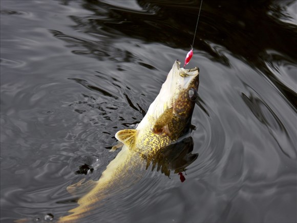 Québec appelle à la collaboration des pêcheurs sur le lac Saint-Jean