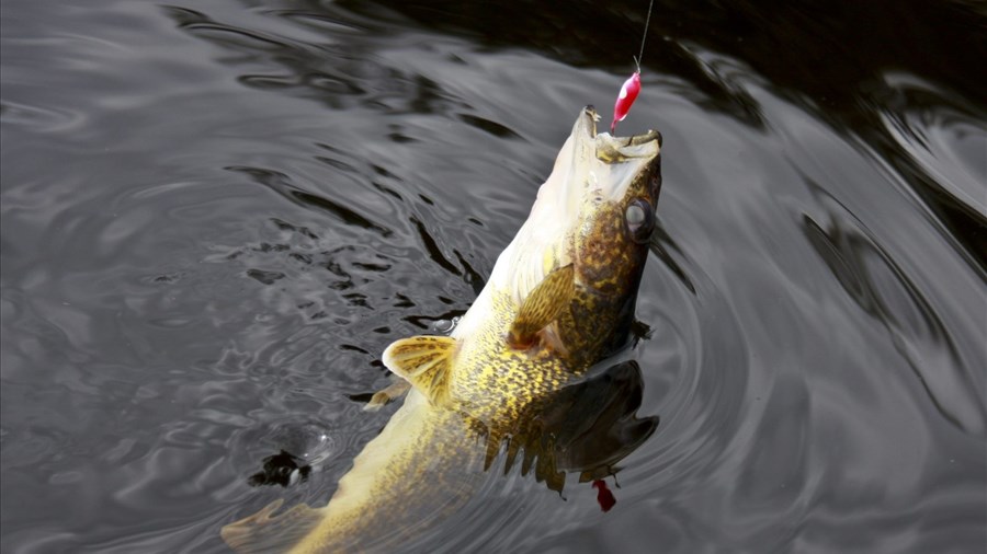 Québec appelle à la collaboration des pêcheurs sur le lac Saint-Jean
