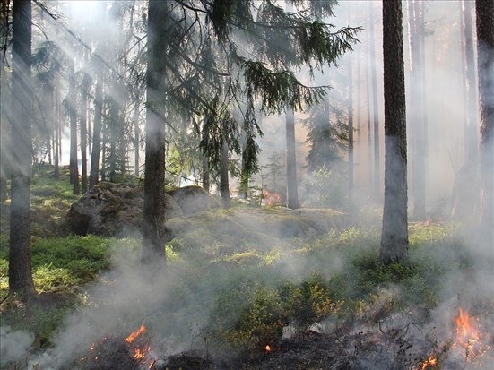 Levée de l'interdiction d’allumer des feux à ciel ouvert en forêt
