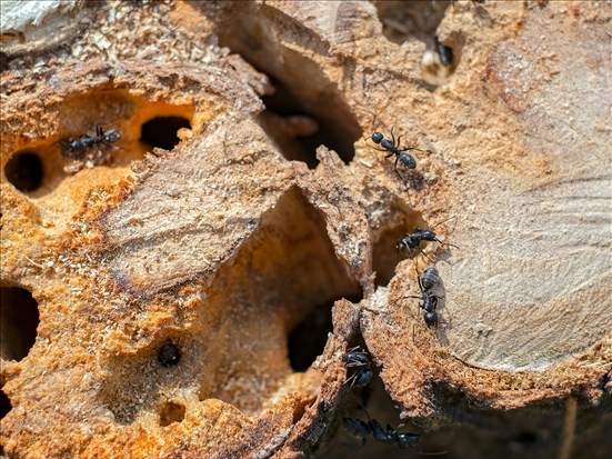Hausse des infestations de fourmis charpentières dans la région