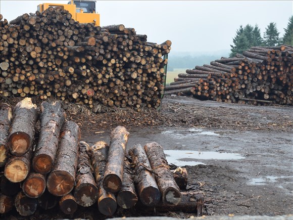 Des acteurs de la forêt s'unissent pour revendiquer une vraie réforme