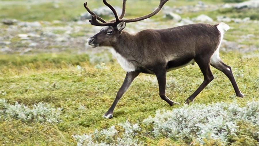 Ottawa et Québec s’entendent pour protéger le caribou