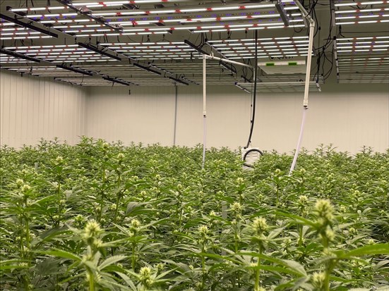 Le Gelato Bleu, premier cannabis régional à faire son entrée à la SQDC