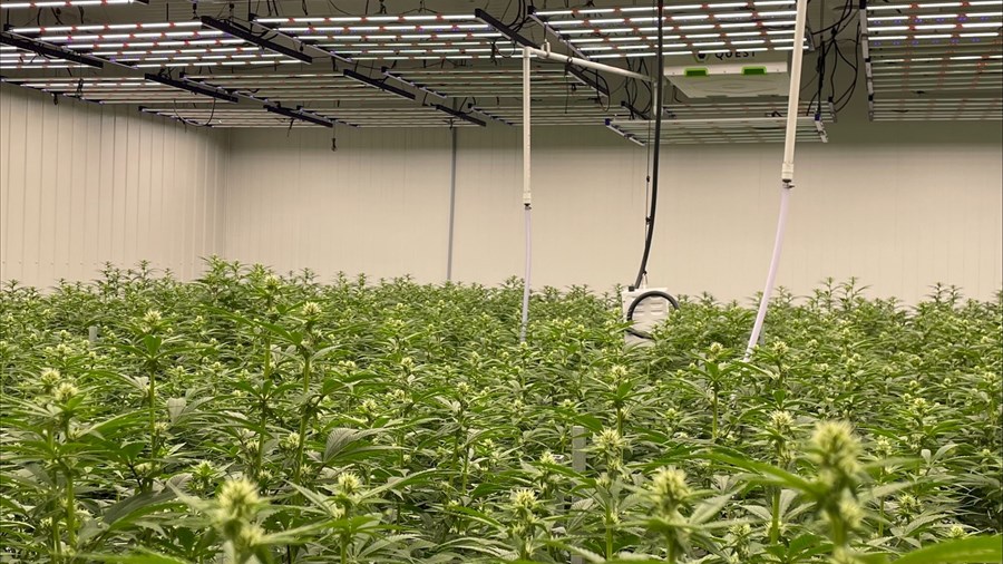 Le Gelato Bleu, premier cannabis régional à faire son entrée à la SQDC