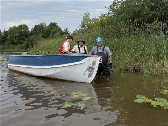 Plus de 300 kg de plante aquatique envahissante retirés à la marina