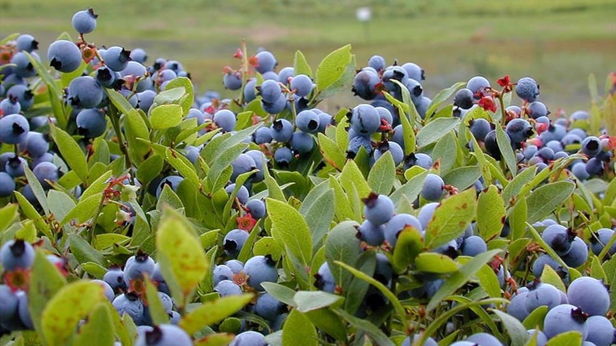 Une belle saison se dessine pour le bleuet sauvage