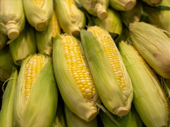 Tranquillement mais sûrement pour le maïs sucré régional