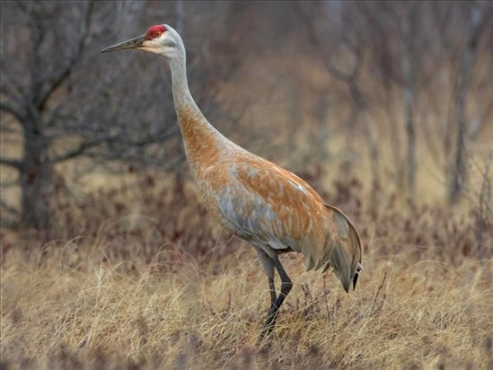 La chasse à la grue du Canada permise au Saguenay–Lac-Saint-Jean